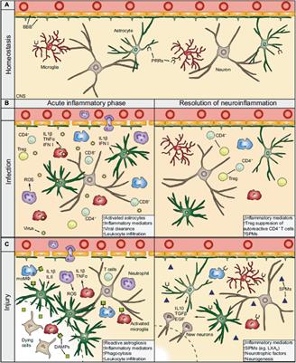 Neurorepair and Regeneration of the Brain: A Decade of Bioscaffolds and Engineered Microtissue